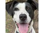 Adopt Cleo a Pointer