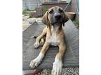 Adopt Jewel ***FOSTER HOME*** a Labrador Retriever, Shepherd