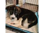 Adopt Medium a Border Collie, Black Labrador Retriever