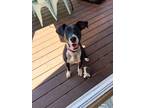 Adopt Raindrop a Border Collie