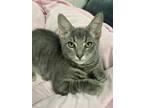 Adopt Tom a Tabby, American Shorthair