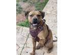 Adopt Chico aka Chichi a Boxer, Labrador Retriever
