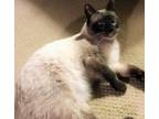 Adopt Cyrano a Siamese