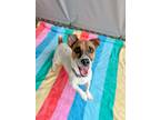 Adopt Oscar a Parson Russell Terrier, Mixed Breed