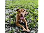 Adopt Archie a Pit Bull Terrier