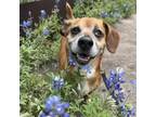 Adopt Farruko a Dachshund, Beagle