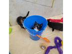 Twyla Domestic Shorthair Kitten Female