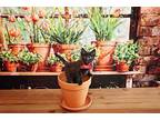 Dust Bunny Domestic Shorthair Kitten Male