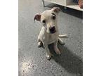 NAOMI American Pit Bull Terrier Puppy Female