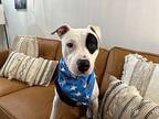 Petey Pup Adult Male