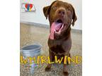 Whirlwind Labrador Retriever Adult Male