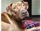 Roxie American Pit Bull Terrier Young Female