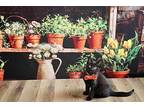 Dryer Lint Domestic Shorthair Kitten Male