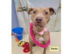 Fanta American Pit Bull Terrier Young Female