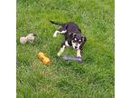 Muffet $475 Labrador Retriever Puppy Female