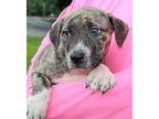 Dill 39608 Labrador Retriever Puppy Male