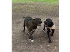 Joey R Labrador Retriever Adult Male