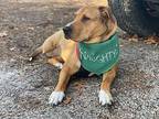 Esme American Pit Bull Terrier Adult Female