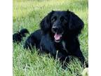 Adopt Blackie a Cocker Spaniel