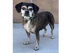 Sabaka Boston Terrier Adult Female