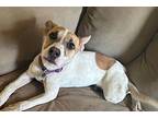 Penny Carolina Dog Young Female