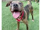 Bluey Ark the Playful Boy American Pit Bull Terrier Adult Male