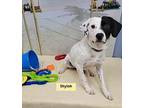 Shyloh Pointer Adult Male
