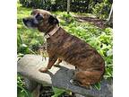 DARLA IS PERFECTION Dachshund Adult Female