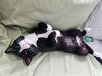 Peen Domestic Shorthair Young Male