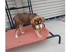 Fiddle $475 Labrador Retriever Puppy Male