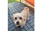 Frose $425 Shih Tzu Adult Female
