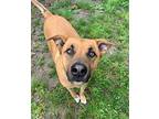 Pumpkin Labrador Retriever Adult Male