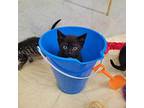 Kendra Domestic Shorthair Kitten Female