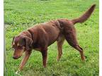 Bruce Labrador Retriever Puppy Male