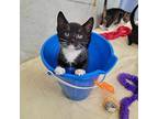 Dawn Domestic Shorthair Kitten Female