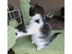 Mrs. Mouse Domestic Shorthair Kitten Female