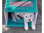 SARA Australian Shepherd Puppy Female