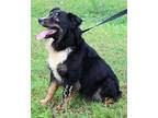 Moana 39597 Australian Shepherd Adult Female