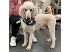 Adopt Vincent a Poodle