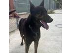 Adopt Koda a Dutch Shepherd