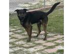Adopt Bruno a Dutch Shepherd