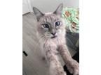 Adopt Snow Flake a Cream or Ivory (Mostly) Balinese / Mixed (long coat) cat in