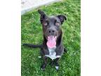 Adopt Sweetie 41109 a Australian Cattle Dog / Labrador Retriever / Mixed dog in