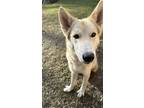Adopt Levi a Black - with Tan, Yellow or Fawn Husky / German Shepherd Dog /