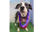 Adopt Skyler a White - with Gray or Silver American Pit Bull Terrier / Mixed dog