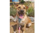 Adopt Jonas a Tan/Yellow/Fawn Black Mouth Cur / Mixed dog in Yreka