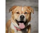 Adopt Tocho a Tan/Yellow/Fawn - with White Australian Shepherd / Golden