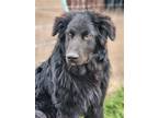 Adopt Jaco a Black Shepherd (Unknown Type) / Newfoundland / Mixed dog in Yreka
