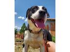 Adopt Mabel a Border Collie / Mixed dog in Yreka, CA (37266103)