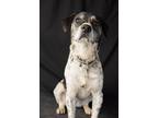 Adopt Cookie a White - with Black Basset Hound / Labrador Retriever / Mixed dog